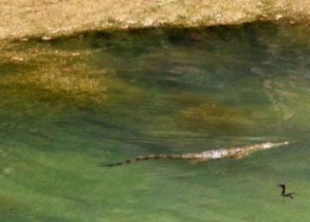 Άπιαστος ο «Σήφης» ο κροκόδειλος, ουρά κάνουν οι τουρίστες