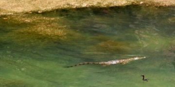 Άπιαστος ο «Σήφης» ο κροκόδειλος, ουρά κάνουν οι τουρίστες