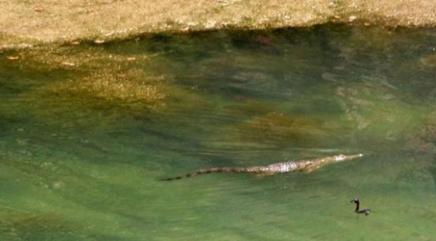 Άπιαστος ο «Σήφης» ο κροκόδειλος, ουρά κάνουν οι τουρίστες