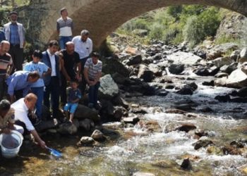 Πλημμύρισε με πέστροφες το ποτάμι της Τσίτης στην Αργυρούπολη