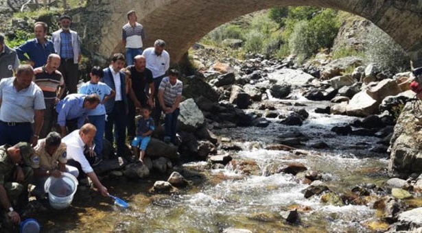 Πλημμύρισε με πέστροφες το ποτάμι της Τσίτης στην Αργυρούπολη