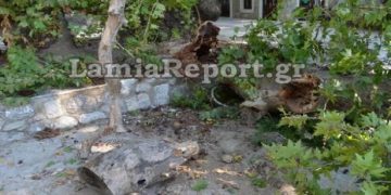 Νεκρός 9χρονος που καταπλακώθηκε από πλάτανο στη Λαμία
