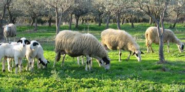 Δημιουργήθηκαν έμβρυα προβάτων που περιέχουν και ανθρώπινα κύτταρα