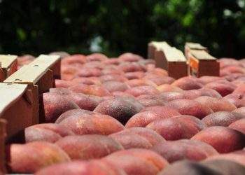 Με κομμένη την ανάσα για τις επιπτώσεις του ρωσικού εμπάργκο στην Ελλάδα