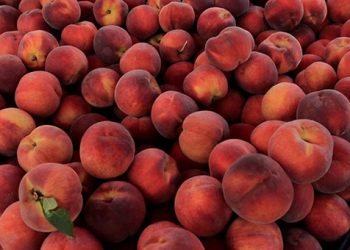 Στην Ινδία στρέφεται η Βέροια για τα ροδάκινά της