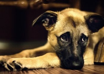 Η κακοποίηση σκύλου τον στέλνει στη φυλακή