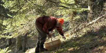 Συναγερμός στη βόρεια Ελλάδα μετά τον δεύτερο θάνατο από άγρια μανιτάρια