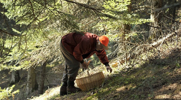 Συναγερμός στη βόρεια Ελλάδα μετά τον δεύτερο θάνατο από άγρια μανιτάρια