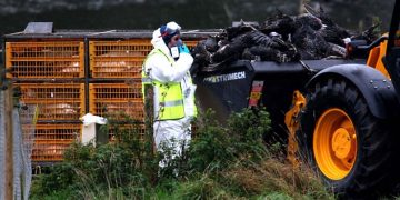 Επικίνδυνο στέλεχος της γρίπης των πτηνών ανησυχεί την Ευρώπη