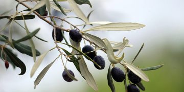 Ελληνικό ελαιόλαδο και βρώσιμες ελιές δεν θα επιβαρυνθούν με πρόσθετους δασμούς από τις ΗΠΑ 2