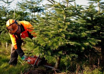 Θεσσαλονίκη: Πιλοτικό πρόγραμμα για την παραγωγή πέλετ από τα ξερά γιορτινά έλατα
