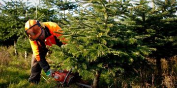Θεσσαλονίκη: Πιλοτικό πρόγραμμα για την παραγωγή πέλετ από τα ξερά γιορτινά έλατα