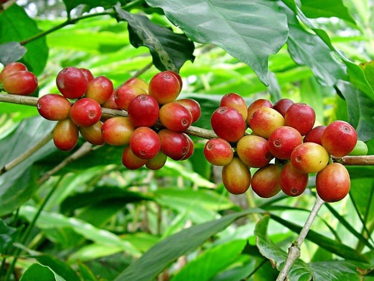 Ο καφές (coffea arabica) και η ποντιακή τελετουργία - Cover Image