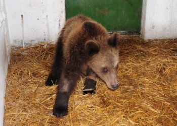 Διέφυγε τον κίνδυνο για τη ζωή του ο μικρός Γιώργος