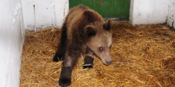 Διέφυγε τον κίνδυνο για τη ζωή του ο μικρός Γιώργος
