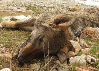 Σκότωσαν και κρέμασαν λύκο στον Παρνασσό!