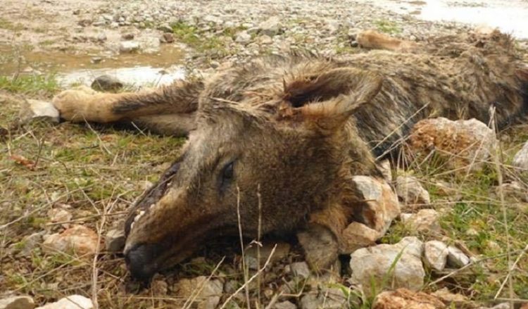 Σκότωσαν και κρέμασαν λύκο στον Παρνασσό!