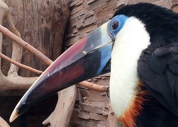 Η ομορφιά της άγριας φύσης στο Αττικό Πάρκο (φωτο)