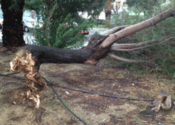 Δέντρα ξεριζώθηκαν στη Βόρεια Ελλάδα λόγω ισχυρών ανέμων