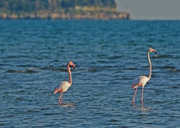 Φλαμίνγκο στο Ναύπλιο!