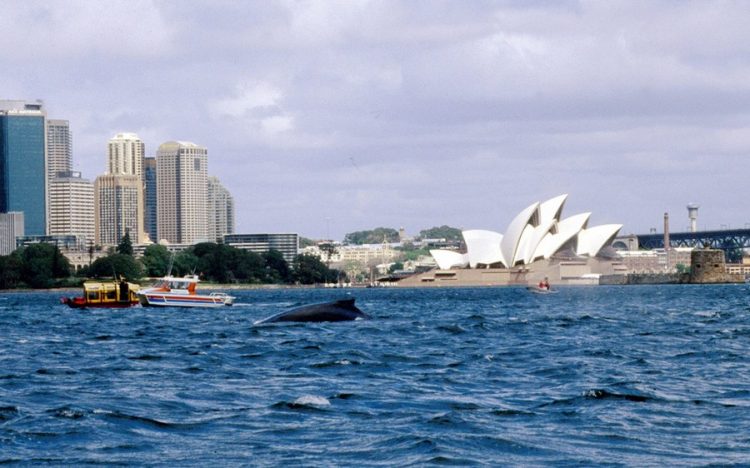 В Австралии начались акции в поддержку Греции