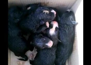 Πέταξαν σε κάδο 6 κουταβάκια στην Καλαμάτα (βίντεο)