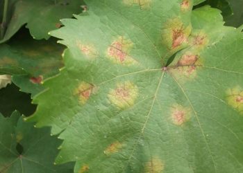 Ενισχύσεις ΕΛΓΑ για ζημιές από περονόσπορο