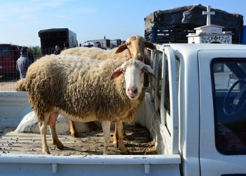 Πρόστιμο 30.000 ευρώ για κακοποίηση προβάτου!