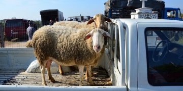 Πρόστιμο 30.000 ευρώ για κακοποίηση προβάτου!