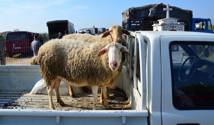 Πρόστιμο 30.000 ευρώ για κακοποίηση προβάτου!