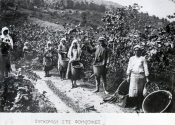 Τα φουντούκια της Κερασούντας - Cover Image