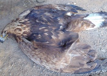 Σπάνιος αετός νεκρός από φόλα στη Βλάστη Κοζάνης