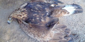 Σπάνιος αετός νεκρός από φόλα στη Βλάστη Κοζάνης