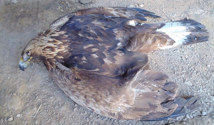 Σπάνιος αετός νεκρός από φόλα στη Βλάστη Κοζάνης