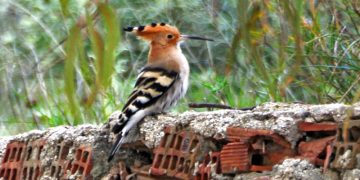 Εαρινή ισημερία: Σήμερα ξεκινά επίσημα η άνοιξη 2019 στο βόρειο ημισφαίριο