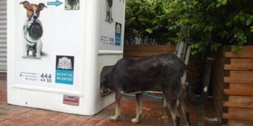 Κάδος ανακύκλωσης στην Κωνσταντινούπολη «ταΐζει» αδέσποτα ζώα