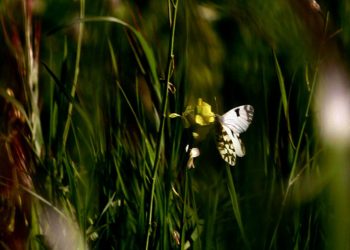 Γλυκός καιρός σήμερα Δευτέρα