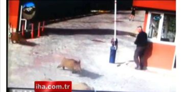 Αφρικανική πανώλη των χοίρων: Ψάχνουν να δουν πώς έφτασε στην Ελλάδα