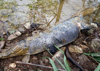 Θα γίνει… κηδεία στον κροκόδειλο Σήφη