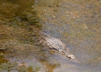 Νεκρός ο Σήφης, ο κροκόδειλος στην Κρήτη