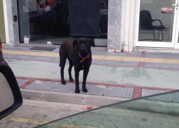 Ο «Χάτσικο» της Κομοτηνής έχασε το αφεντικό του, χάθηκε κι αυτός...