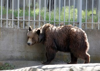 Αρκούδα επιτέθηκε σε βοσκό στον Πόντο