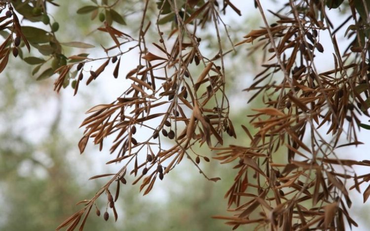 Επικίνδυνο βακτήριο για τα ελαιόδεντρα κρούει τον κώδωνα του κινδύνου στην ΕΕ
