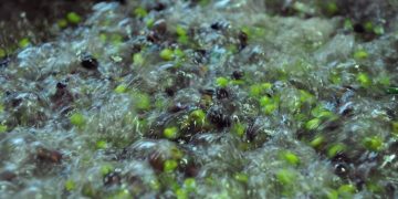 Δίκτυα διακίνησης νοθευμένων ελαιόλαδων εντόπισε ο ΕΦΕΤ