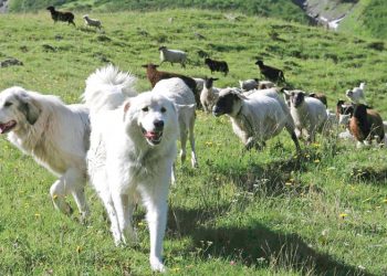 Άγνωστοι δηλητηρίασαν 26 ποιμενικούς σκύλους στην Ελασσόνα
