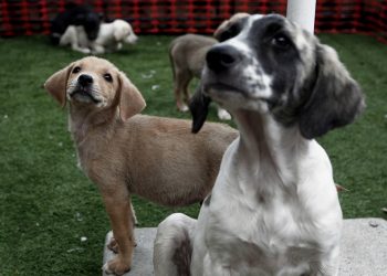 Δήμαρχος επικήρυξε με 1.000 ευρώ όσους δηλητηριάζουν σκυλιά στην πόλη του