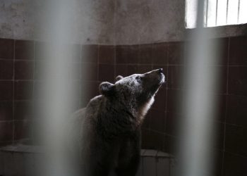 Αρκούδες και λύκαινες μεταφέρονται στα καταφύγια του «Αρκτούρου»