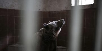 Αρκούδες και λύκαινες μεταφέρονται στα καταφύγια του «Αρκτούρου»