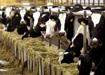 Συναγερμός σε Μακεδονία και Θράκη για τη λοιμώδη οζώδη δερματίτιδα