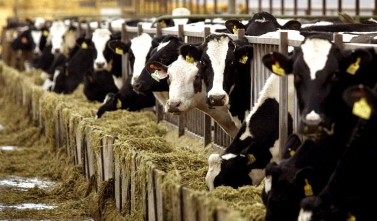 Συναγερμός σε Μακεδονία και Θράκη για τη λοιμώδη οζώδη δερματίτιδα